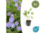 Geranium Rozanne - Cranesbill - Ø9Cm - ↕10-25Cm - 6 Piante - Fiori Viola, Coprisuolo
