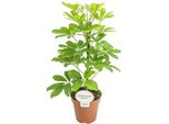 Aralia Radiosa - Schefflera Nora - Pianta Da Appartamento - Ø13Cm - Altezza Circa 45Cm - Pianta Verde Tropicale Di Facile Manutenzione Per Casa E Ufficio