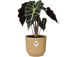 Alocasia Polly - Pianta D'appartamento Decorativa Con Grandi Foglie Tropicali - Incl. Vaso Vibes Fold 14Cm Giallo - Facile Da Curare E Purificante Dell'aria