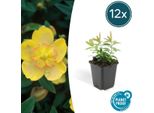 Hypericum Calycinum - Erba Di San Giovanni - Ø9Cm - ↕10-25Cm - 12 Piante - Copertura Del Terreno E Facile Da Curare - Fiori Gialli Da Luglio A Settembre