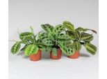 Fascinator Di Maranta Leuconeura - Mix Di 3 Varietà - Pianta D'appartamento Decorativa Con Un'impressionante Motivo Fogliare - Facile Da Curare E Che Purifica L'aria - Alta Circa 30Cm