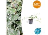 Edera Verde Bianca Hedera Helix 'Glacier' - ↕10-25Cm - Ø9Cm - 60 Piante - Resistente - Coprisuolo E Rampicante - Sole E Ombra - Facile Da Curare