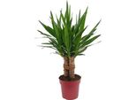 Giglio Di Palma Gigante - Yucca "Tres CañAs"" A Stelo Multiplo - Pianta D'appartamento 70 Cm - Ø 19 Cm - Pianta Verde Sempreverde Con Foglie A Forma Di Spada - Yucca Esotica E Di Facile Manutenzione Per Soggiorno, Ufficio E Giardino D'inverno"