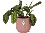 Maranta Leuconeura Fascinator Tricolor - Pianta Da Appartamento Ø14Cm ↕25Cm - Pianta Da Preghiera Decorativa In Una Fioriera Rosa Vibes Fold