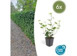 Edera Irlandese A Foglie Grandi Hedera Hibernica - Pianta Rampicante E Coprisuolo - Ø9Cm - ↕10-25Cm - 6 Piante - Facile Da Curare E Robusta