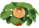 Albero Dei Soldi Cinese - Pilea Peperomioides - Ø15Cm - Altezza Circa 30Cm - Pianta Portafortuna Di Facile Manutenzione Con Foglie Rotonde - Pianta Da Appartamento Di Tendenza