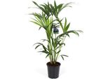 Palma Kentia - Howea Forsteriana - Pianta D'appartamento Ø19Cm ↕80Cm - Palma Purificatrice D'aria Di Facile Cura Per Il Soggiorno, L'ufficio E Il Corridoio
