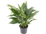 Spathiphyllum Variegata 'Diamond' - Pianta D'appartamento - Ø14Cm - Altezza Circa 55Cm - Fogliame Variegato - Purificante Dell'aria E Facile Da Curare