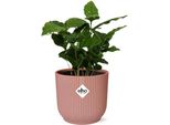Pianta Di Caffè - Coffea Arabica - Pianta Da Appartamento In Vaso Vibes Fold 14Cm Rosa - Pianta Di Caffè Tropicale Per Casa E Ufficio