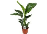 Albero Strelitzia Strelitzia Nicolai - Pianta D'appartamento Ø17Cm ↕70Cm - Fiore Esotico Dell'uccello Del Paradiso Con Fascino Tropicale Per Il Soggiorno Ufficio