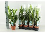 Zamioculcas Piuma Fortunata - Pianta Da Appartamento - Ø14Cm - 65Cm Di Altezza - Facile Da Curare E Robusta - Ideale Per Il Soggiorno E L'ufficio
