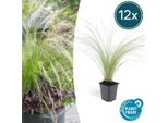 Erba Piuma Stipa Tenuissima 'PferdeschwäNze' - ↕10-25Cm - Ø9Cm - 12 Piante - Erba Ornamentale Ariosa E Facile Da Curare Per Giardino E Balcone - Fioritura Da Maggio A Settembre