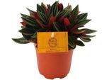 Peperomia Caperata 'Rosso' - Pianta Ornamentale Da Appartamento - Ø11Cm - Altezza Circa 15Cm - Pianta Compatta A Foglie Ornamentali Con Parte Inferiore Rossa - Facile Da Curare E Decorativa