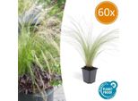 Erba Piuma Stipa Tenuissima 'PferdeschwäNze' - ↕10-25Cm - Ø9Cm - 60 Piante - Erba Ornamentale Ariosa E Graziosa - Fioritura Da Maggio A Settembre - Facile Da Curare Per Il Giardino E Le Aiuole