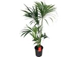 Palma Kentia Howea Forsteriana - Pianta D'appartamento Ø24Cm ↕130Cm - Pianta Verde Tropicale Di Facile Manutenzione Con Eleganti Fronde Per Soggiorno, Ufficio E Giardino D'inverno