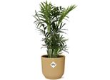 Palma Di Montagna - Chamaedorea Elegans - Pianta D'appartamento Di Facile Cura In Vaso Vibes Fold 14Cm Giallo - Purificante Dell'aria E Decorativa