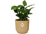 Pianta Da Caffè Coffea Arabica - Pianta Da Appartamento In Vaso Decorativo Vibes Fold 14Cm Giallo - Pianta Verde Di Facile Cura Con Foglie Lucide Per Casa E Ufficio