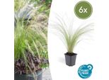Erba Piuma - Stipa Tenuissima 'PferdeschwäNze' - ↕10-25Cm - Ø9Cm - 6 Piante - Erba Ornamentale Ariosa - Sole - Cura Facile - Fioritura Da Maggio A Settembre