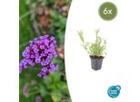 Verbena Bonariensis - 6 Piante - Verbena Della Patagonia - Fiori Viola - Adatto Alle Farfalle E Alle Api - Facile Da Curare E Resistente