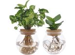 Set Di Piante Clusia & Syngonium In Vetro Sferico - Piante Idroponiche Da Appartamento - 2 Piante - Ø12Cm - Altezza Circa 30Cm - Decorazione Moderna In Vetro Con Piante Verdi Per Soggiorno, Ufficio E Idee Regalo