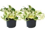 Epipremnum Happy Leaf - Edera - 2 Piante - Ø12Cm - Piante Da Appartamento A Crescita Ricadente - Piante Verdi Con Foglie Decorative - Piante Rampicanti Di Facile Cura Per Soggiorno E Ufficio