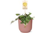 Peperone Nano - Peperomia Hope - Pianta D'appartamento Di Facile Cura - Vaso Decorativo Vibes Fold 14Cm Rosa - Pianta Verde Compatta Per Interni