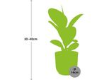 Albero Della Gomma - Ficus Elastica 'Robusta' - Pianta D'appartamento Decorativa In Vaso Vibes Fold 14Cm Rosa - Facile Da Curare E Purificante Dell'aria