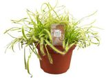 Drosera Capensis - Pianta Carnivora Da Appartamento - Ø 12 Cm - Altezza Circa 17 Cm - Pianta Cattura Insetti Con Effetto Goccia Di Rugiada - Facile Da Curare E Decorativa