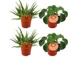 Aloe Spider + Pilea Peperomioides - 4 Piante D'appartamento In Un Set - Ø10,5 Cm - ↕10 Cm - Piante Verdi E Succulente Di Facile Cura - Decorative Per Soggiorno, Davanzale E Ufficio