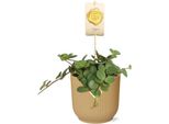 Peperone Nano - Peperomia 'Hope' - Pianta D'appartamento Di Facile Cura - Purificante Dell'aria - Decorativa Vibes Fold Vaso Ø14Cm Giallo