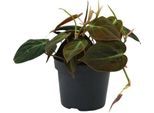 Baumfreund - Philodendron Micans - Pianta Da Appartamento - Ø12Cm - Altezza Circa 15Cm - Pianta Rampicante A Foglia Di Cuore Di Facile Cura Per Casa, Ufficio E Interni