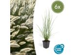 Erba Pulisci-Lampada Pennisetum Alopecuroides 'Hameln' - ↕10-25Cm - Ø9Cm - 6 Piante - Fiori Color Crema Da Agosto All'autunno - Erba Ornamentale Di Facile Manutenzione Per Giardini E Fioriere