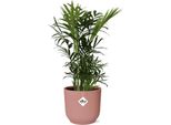 Palma Di Montagna Messicana - Chamaedorea Elegans - Elegante Pianta Da Appartamento - Facile Da Curare E Purificante Dell'aria - Vaso Ø14Cm - Con Fioriera Rosa Vibes Fold