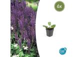Salvia Fiorita Salvia Nem. 'Mainacht' - ↕10-25Cm - Ø9Cm - 6 Piante - Amante Delle Api - Fioritura Blu - Posizione Soleggiata - Facile Da Curare