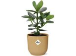 Melo Balsamico - Clusia Princess - Pianta Da Appartamento Decorativa - Facile Da Curare E Robusta - Ø14Cm - Con Fioriera Gialla Vibes Fold