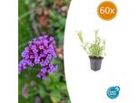 Verbena Bonariensis - 60 Piante - Verbena Della Patagonia - Perenne Ariosa Con Fiori Viola - Ornamentale Per Farfalle E Api - Facile Da Curare E Resistente