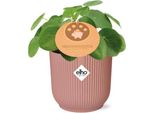 Albero Dei Soldi Cinese Pilea Peperomioides - Pianta Da Appartamento 12Cm Incl. Vaso Decorativo Vibes Fold Pink Ø14Cm - Pianta Portafortuna Con Foglie Rotonde - Facile Da Curare E Decorativa Per Soggiorno, Ufficio E Camera Da Letto