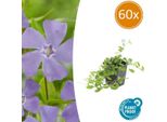 Vinca Minor - 60 Piante - Piccolo Sempreverde - Copertura Del Terreno - Fioritura Blu - Sole E Ombra - Facile Da Curare - Pianta Da Giardino