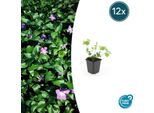 Vinca Major Grande E Sempreverde - ↕10-25Cm - Ø9Cm - 12 Piante - Resistente, Sempreverde E Coprisuolo