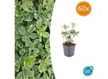 Pachysandra Terminalis 'Variegata' Verde Ombra - ↕10-25Cm - Ø9Cm - 60 Piante - Resistente - Sempreverde - Facile Da Curare - Copertura Del Terreno Per L'ombra