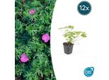 Geranio Sanguigno 'Tiny Monster' - ↕10-25Cm - Ø9Cm - 12 Piante - Perenne Compatta A Fioritura Estiva Per Aiuole, Contenitori E Copertura Del Terreno - Facile Da Curare E Robusta