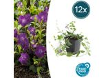 Pervinca - Vinca Minor 'Atropurpurea' - ↕10-25Cm - Ø9Cm - 12 Piante - Coprisuolo Con Fiori Viola - In Pieno Sole E All'ombra - Facile Da Curare