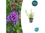 Verbena Della Patagonia Verbena Bonariensis - 12 Piante - Perenne Ariosa - Calamita Per Api E Farfalle - Facile Da Curare - Aiuole E Bordure Soleggiate