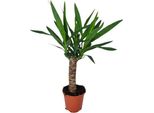 Palma Giglio - Yucca - Pianta D'appartamento - Ø14Cm - Altezza Circa 60Cm - Pianta Del Deserto Di Facile Cura - Palma Yucca Decorativa Con Proprietà Di Purificazione Dell'aria