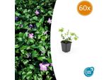Vinca Major Grande E Sempreverde - ↕10-25Cm - Ø9Cm - 60 Piante - Tappezzante Sempreverde Con Fiori Blu-Viola - Facile Da Curare E Resistente