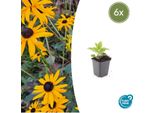 Rudbeckia Fulgida 'Goldsturm' - ↕10-25Cm - Ø9Cm - 6 Piante - Fiori Gialli - Amante Delle Api - Perenne Di Facile Manutenzione - Posizione Soleggiata