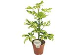 Aralia Radiante - Schefflera Charlotte - Pianta Da Appartamento - Ø13Cm - Altezza Circa 45Cm - Pianta Verde Purificatrice D'aria Per Casa E Ufficio