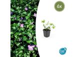 Vinca Major Sempreverde Grande - ↕10-25Cm - Ø9Cm - 6 Piante - Tappezzante Sempreverde Con Fiori Blu-Viola