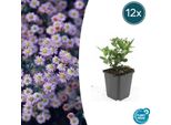 Aster Selvatico Aster Ageratoides 'Stardust' - ↕10-25Cm - Ø9Cm - 12 Piante - Fiori Autunnali Bianchi - Adatto Alle Api - Facile Da Curare