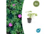 Geranio Sanguigno 'Tiny Monster' - ↕10-25Cm - Ø9Cm - 6 Piante - Perenne Compatta A Fioritura Estiva Per Aiuole, Contenitori E Copertura Del Terreno - Facile Da Curare E Robusta